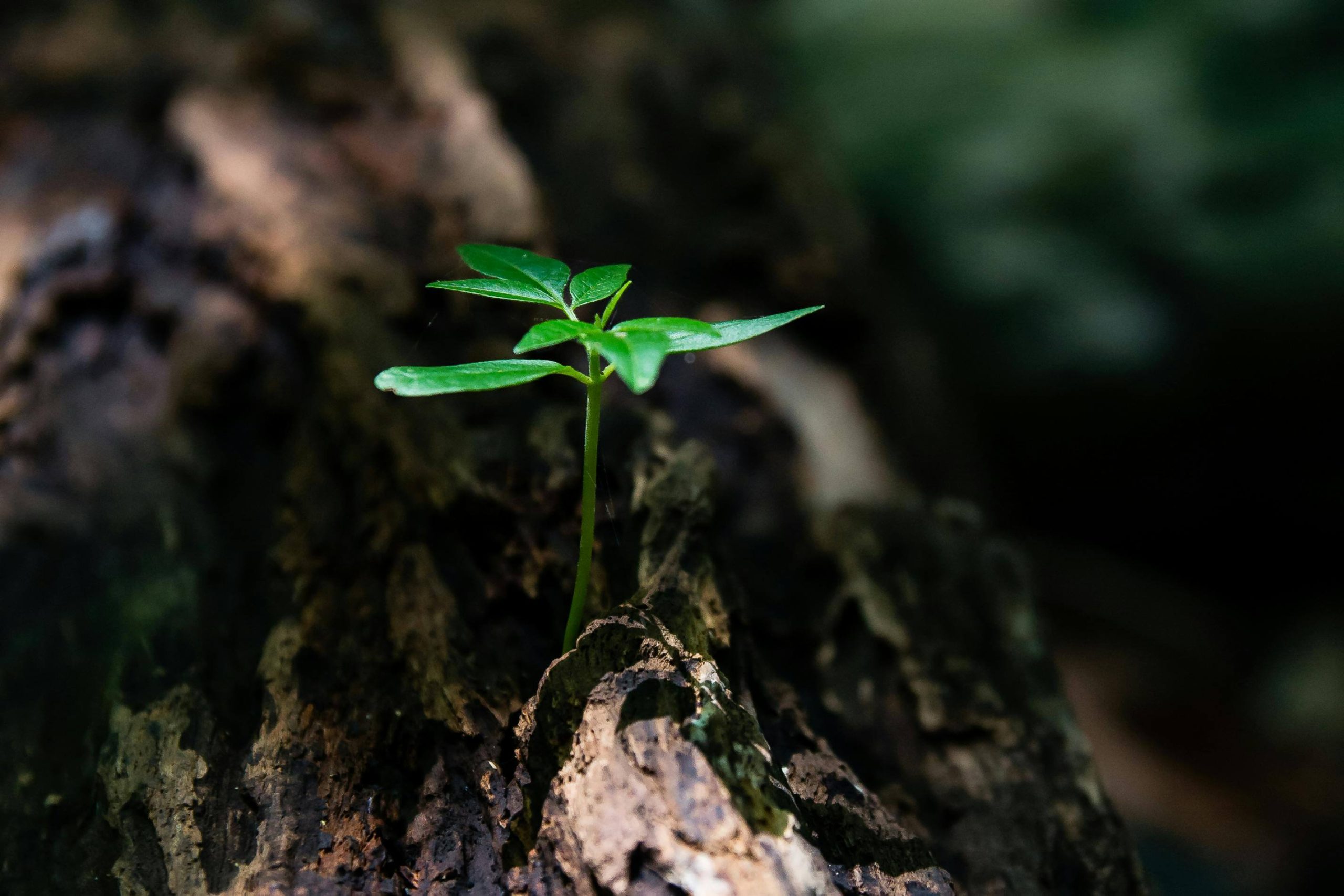 Close-up of a young green plant sprouting from the soil, symbolizing growth, healing, and hope that ketamine infusion therapy in Tempe, AZ can offer.